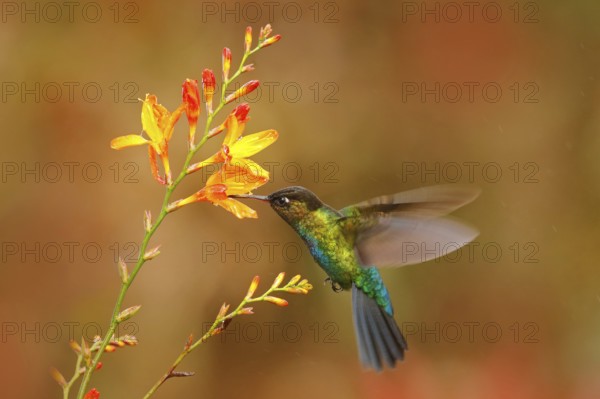 Fiery-throated Hummingbird, Panterpe insignis, shiny colour bird in fly. Wildlife flight action scene from tropic forest. Red glossy hummingbird in dark habitat. Mountain bright animal from Panama