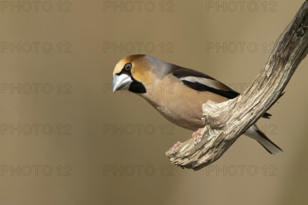 Hawfinch (Coccothraustes coccothraustes) male perched on a branch, Smaland, Schweden