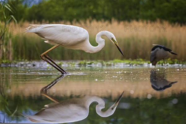Great Egret (Ardea alba) hunting, Kiskunsag National Park, Hungary