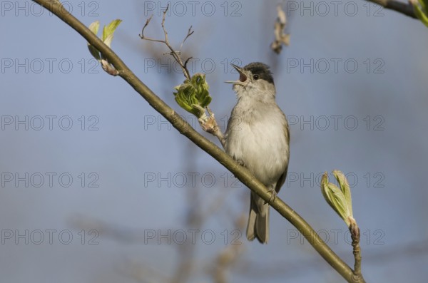 Eurasian Blackcap (Sylvia atricapilla) male singing, Saxony, Germany