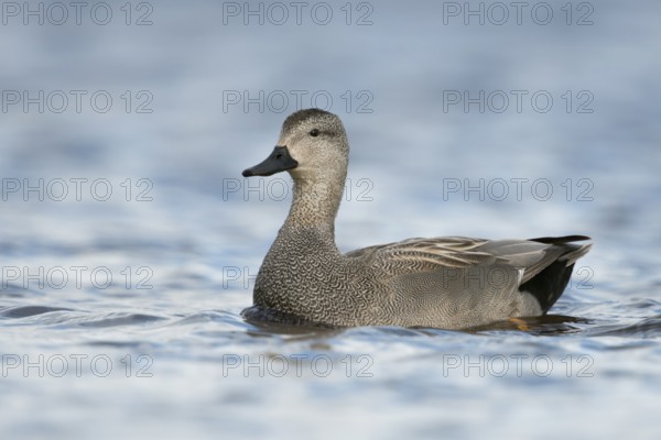 Gadwall (Mareca strepera) male, Schleswig-Holstein, Germany