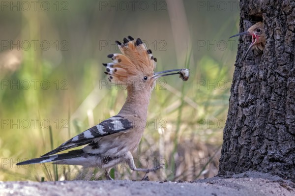 Eurasian Hoopoe (Upupa epops) feeding juvenile in breeding cavity, Saxony-Anhalt, Germany