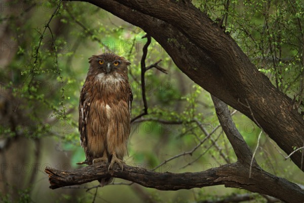 Brown Fish-owl, Ketupa zeylonensis, rare bird from Asia. India beautiful owl in nature forest habitat. Bird from Ranthambore, India. Fish owl sitting on the branch in the dark green tropic forest