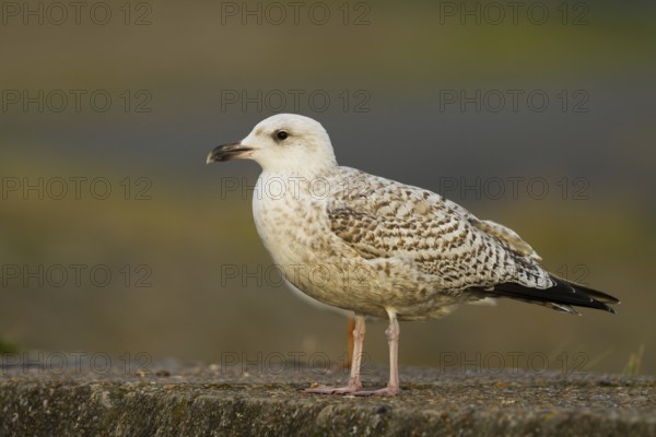 Great Black-backed Gull (Larus marinus), Baden-Wuerttemberg, Germany