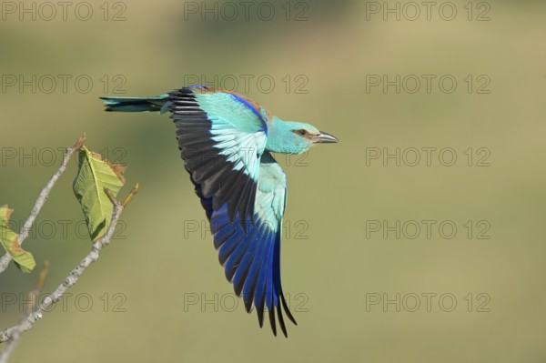 European Roller (Coracias garrulus) flying, Rome, Italy