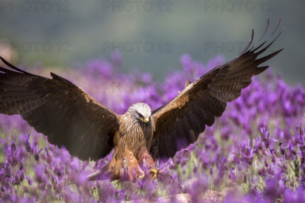 Black Kite (Milvus migrans) landing, Madrid, Spain