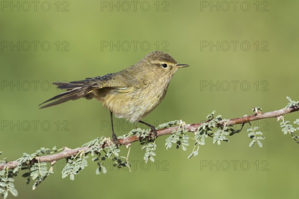 Common Chiffchaff (Phylloscopus collybita), Eilat, Israel