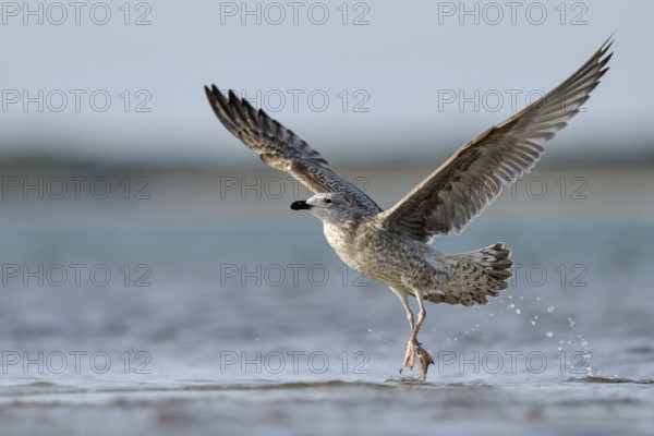 Lesser Black-backed Gull (Larus fuscus fuscus) juvenile taking flight, Mecklenburg-Western Pomerania, Germany