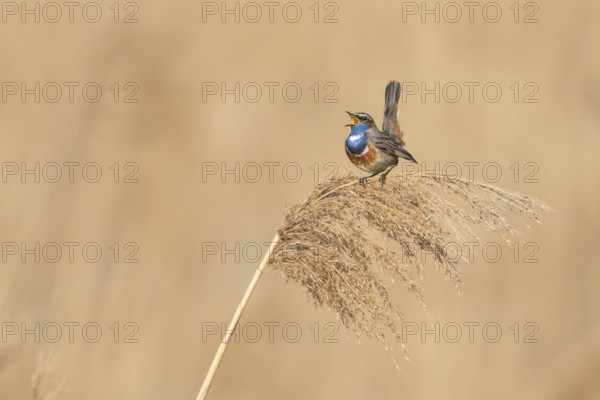 Bluethroat (Luscinia svecica cyanecula) male singing from a reed stalk, Baden-Wuerttemberg, Germany