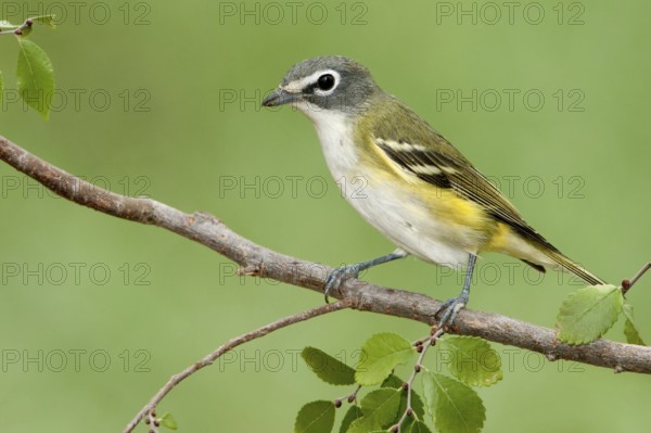 Blue-headed Vireo (Vireo solitarius), Texas, USA