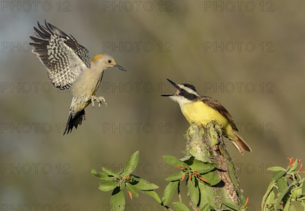 Great Kiskadee (Pitangus sulphuratus) & female Golden-fronted Woodpecker (Melanerpes aurifrons) wrangling, Texas, USA