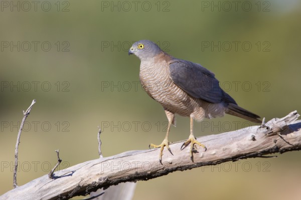 Collared Sparrowhawk (Accipiter cirrocephalus) perched on a branch, Queensland, Australia