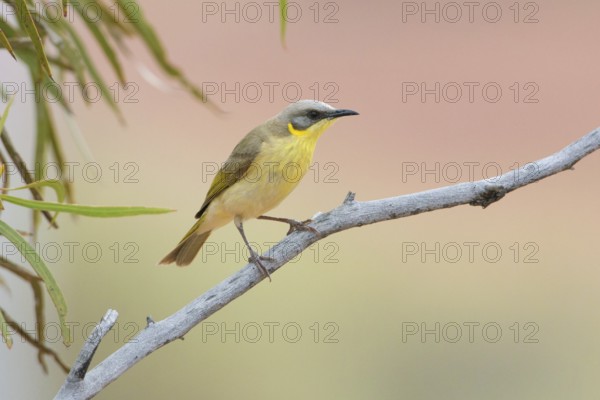 Grey-headed Honeyeater (Ptilotula keartlandi) perched on a branch, Queensland, Australia