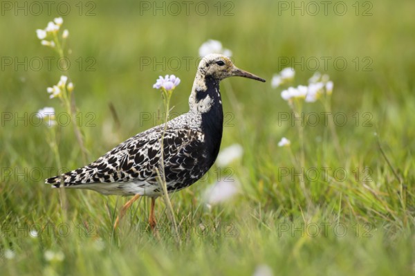 Ruff (Calidris pugnax) male, Mecklenburg-Western Pomerania, Germany