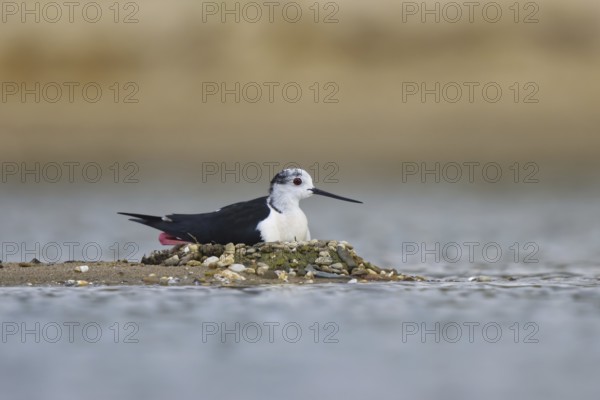 Black-winged Stilt (Himantopus himantopus) male on nest, North Rhine-Westphalia, Germany