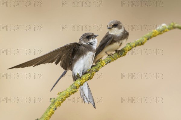 Sand Martin (Riparia riparia) perched on a branch, Poland
