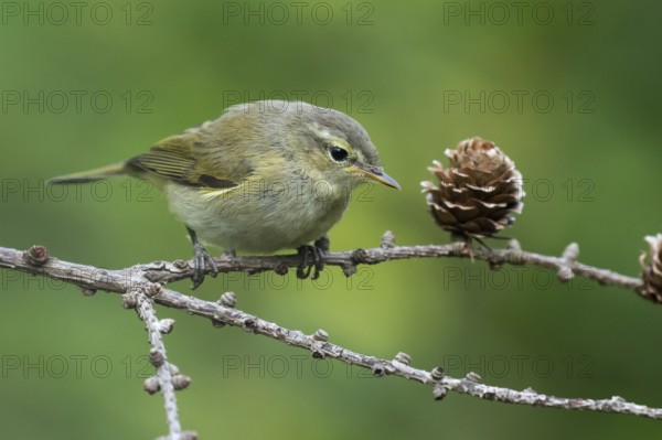 Common Chiffchaff (Phylloscopus collybita) perched on a branch, Lower Saxony, Germany