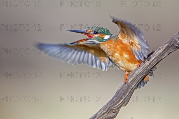 Common Kingfisher (Alcedo atthis) female calling, Saxony-Anhalt, Germany