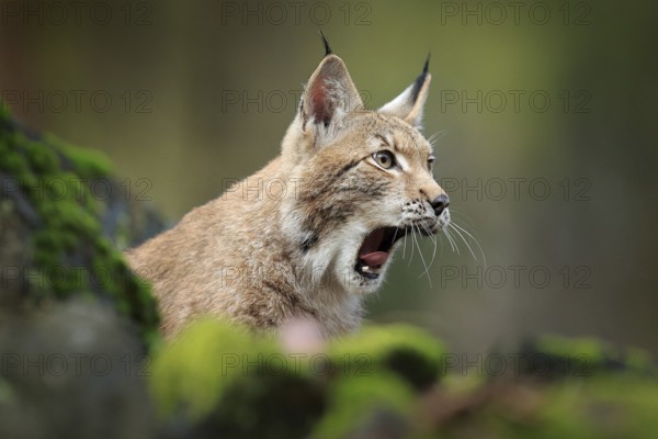 Lynx with open muzzle, bellowing in the forest. Sitting Eurasian wild cat on green mossy stone, green in background. Wild cat in their nature habitat, Czech, Europe. Detail portrait of lynx