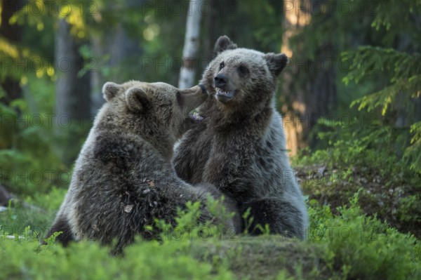 Eurasian Brown Bear (Ursus arctos) two fighting in forest, Finland