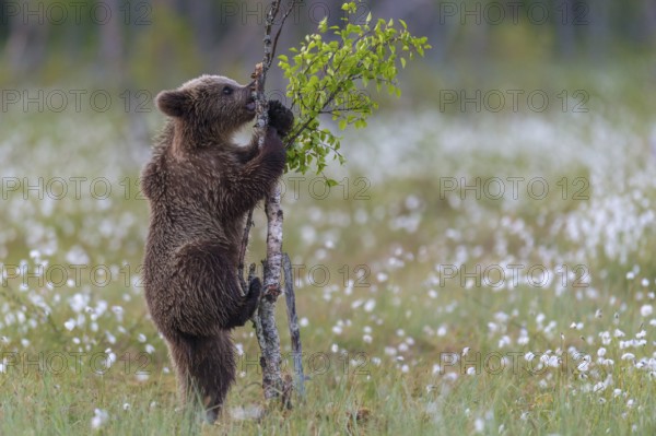 Eurasian Brown Bear (Ursus arctos) cub climbing on young tree in white cottongrass, Finland