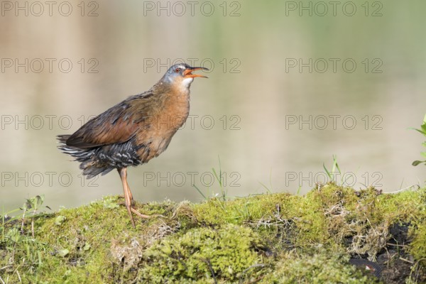 Virginia Rail (Rallus limicola) calling, British Columbia, Canada