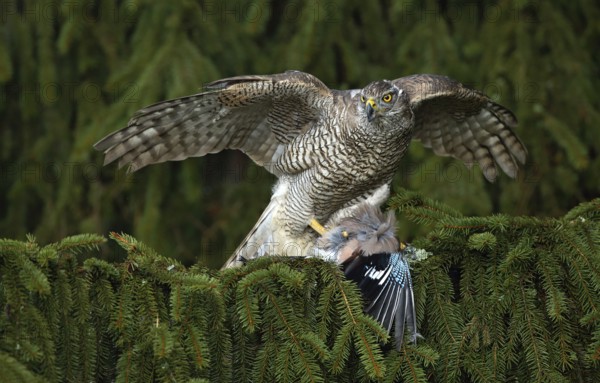 Bird of prey Goshawk kill European Jay on the green spruce tree
