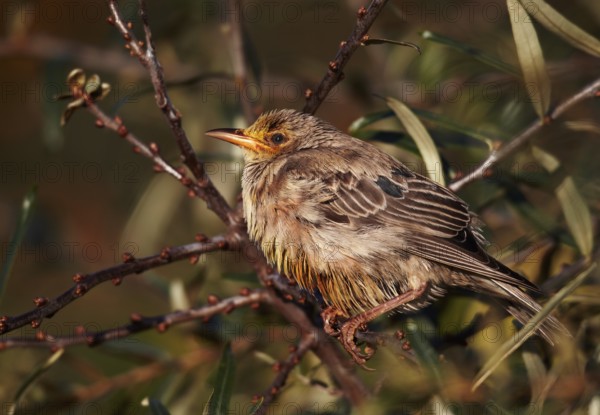 Rosy Starling (Pastor roseus) juvenile, Schleswig-Holstein, Germany