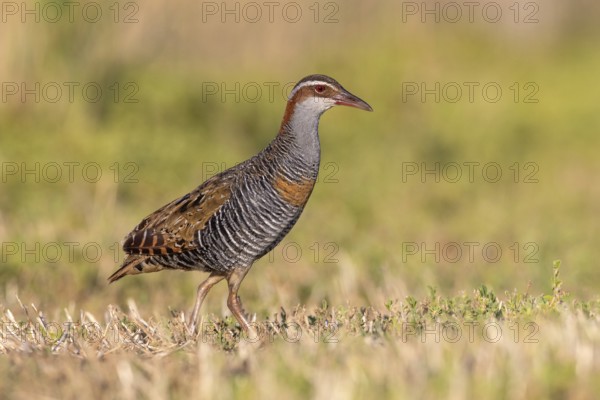 Buff-banded Rail (Gallirallus philippensis) male, Victoria, Australia