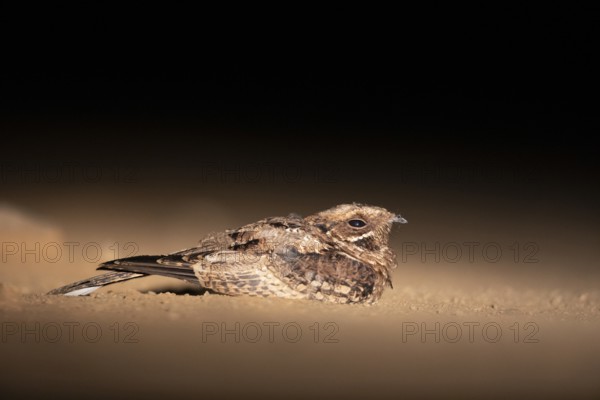 Pfeifnachtschwalbe (Caprimulgus pectoralis) perched on the ground, South Africa