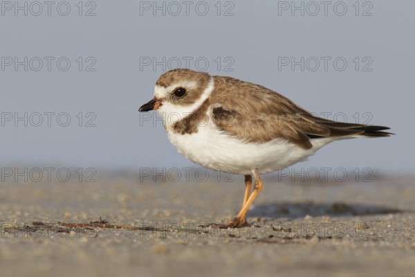 Semipalmated Plover (Charadrius semipalmatus), Florida, USA