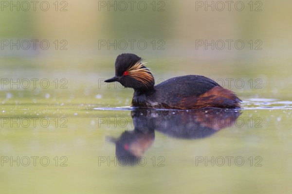 Black-necked Grebe (Podiceps nigricollis), Bavaria, Germany