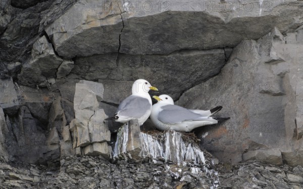 Dreizehenmöwen_Paar, lat. Rissa tridactyla, engl. Kittiwake, in der Felswand an ihrem Nistplatz