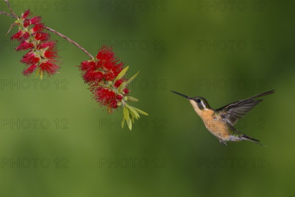White-throated Mountain Gem (Lampornis castaneoventris) high in the mountains at San Gerrardo de Dota, Costa Rica