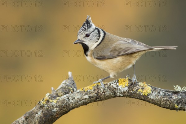 European Crested Tit (Lophophanes cristatus), perched on a branch, Galicia, Spain