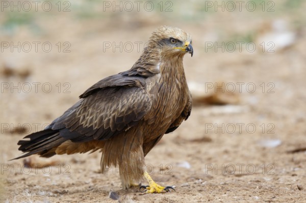 Black Kite (Milvus migrans), Spain