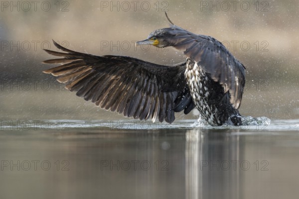 Great Cormorant (Phalacrocorax carbo) flapping, Baden-Wuerttemberg, Germany