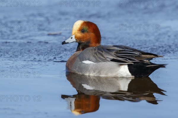 Eurasian Wigeon (Mareca penelope) male, Netherlands