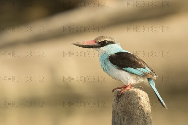 Blue-breasted Kingfisher (Halcyon malimbica), Gambia