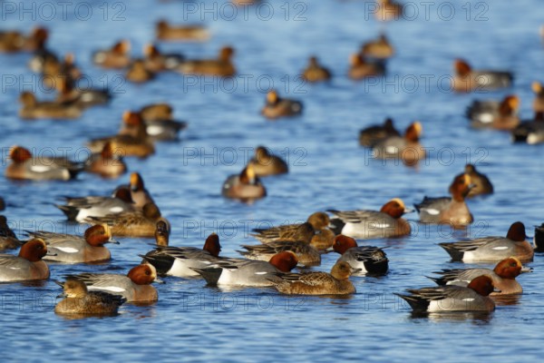 Eurasian Wigeon (Mareca penelope) group, Netherlands