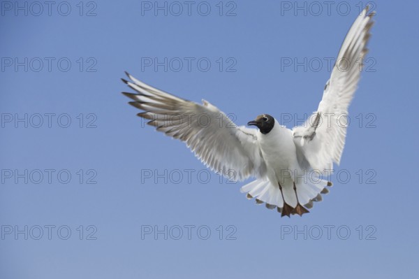 Black-headed Gull (Chroicocephalus ridibundus) flying, Texel, Netherlands