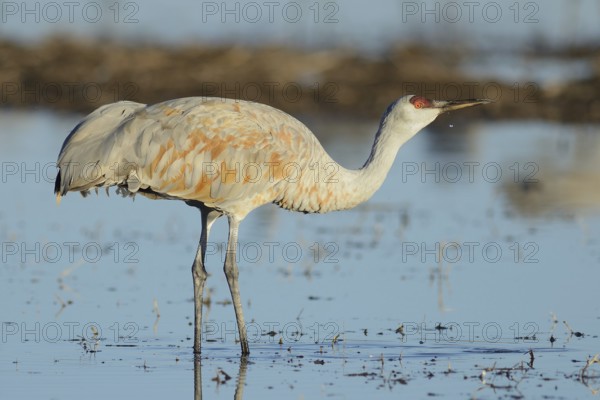 Sandhill Crane (Antigone canadensis), New Mexico, USA
