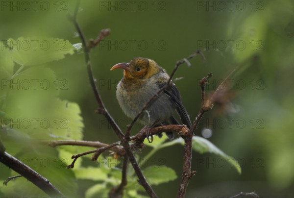 Iiwi, Vestiaria coccinea, Hawaiian Honeycreeper, fledgling