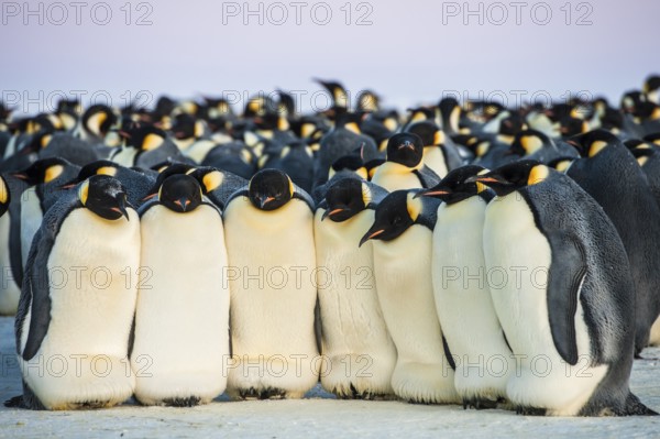 Emperor Penguin (Aptenodytes forsteri), Queen Maud Land, Antarctica