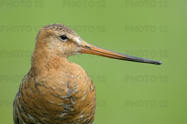 Uferschnepfe (Limosa limosa), Black-tailed Godwit, Altvogel auf Sitzwarte, Portrait, Mai, Nijkerk, Niederlande