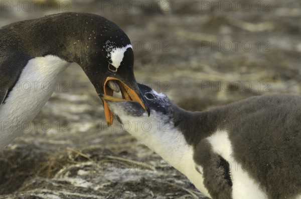 Gentoo Penguin (Pygoscelis papua), Falkland Islands