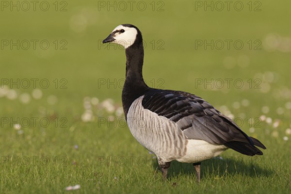 Barnacle Goose (Branta leucopsis), Bavaria, Germany