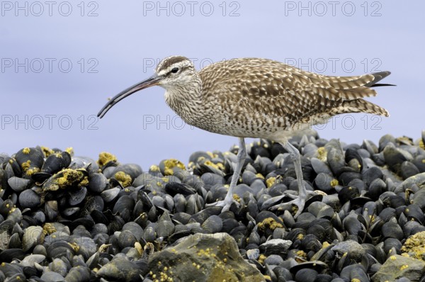 Whimbrel (Numenius phaeopus), California, USA