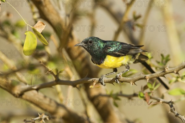 Nile Valley Sunbird (Hedydipna metallica) male, Oman