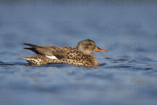 Gadwall (Mareca strepera), Utrecht, Netherlands